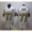 Mitchell And Ness New Orleans Saints #77 Willie Roaf White Stitched NFL Jersey